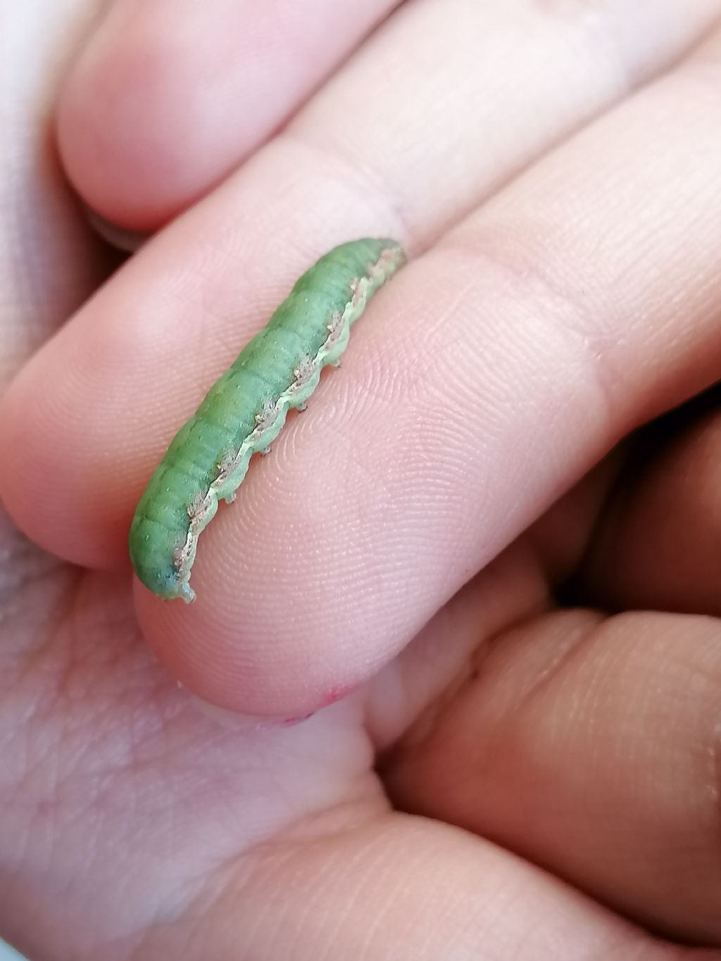 Richiesta identificazione bruco